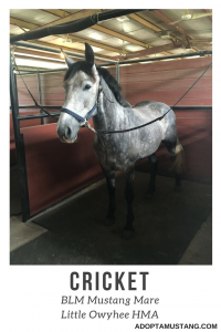 Little Owyhee HMA - Gray Mare