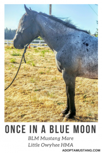Little Owyhee HMA - Blue Roan