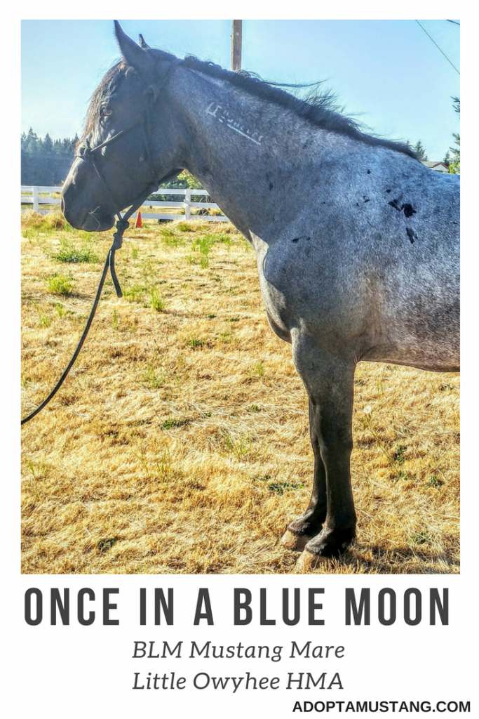 Little Owyhee HMA - Blue Roan