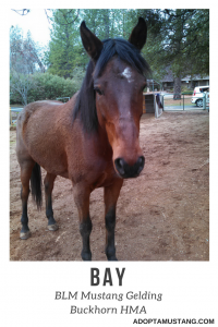 Bay Gelding Buckhorn CA HMA
