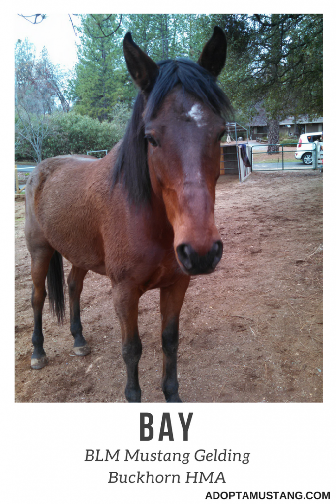 Bay Gelding Buckhorn CA HMA
