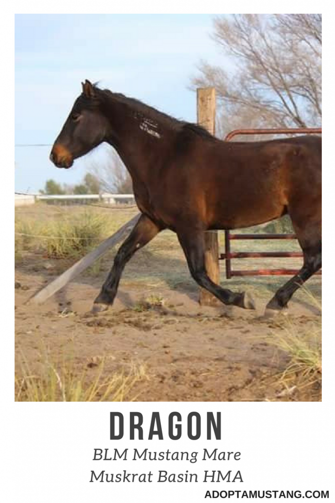 Dragon - Muskrat Basin HMA