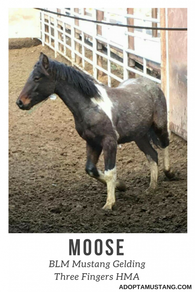 Three Fingers HMA Gelding - Moose