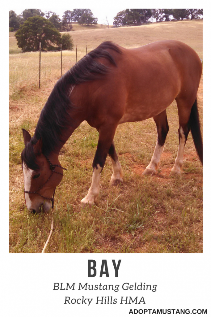 Bay Gelding Rocky Hills CA HMA