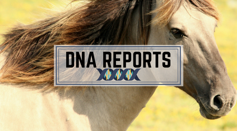 Horse DNA Reports