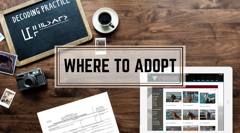 Where to Adopt
