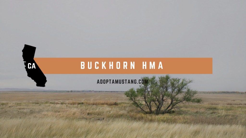 Buckhorn CA HMA