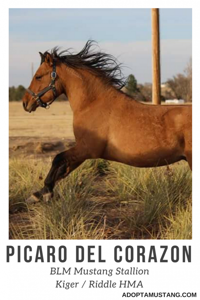 Kiger Riddle BLM Stallion
