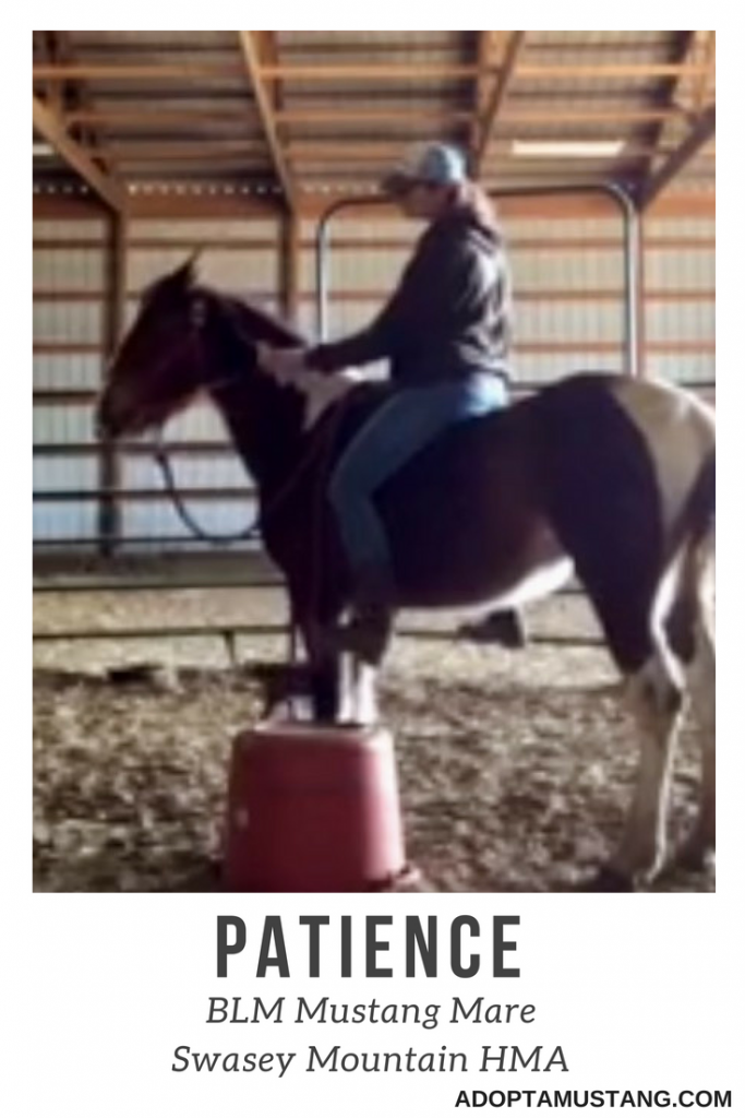 Patience - Swasey Mountain HMA
