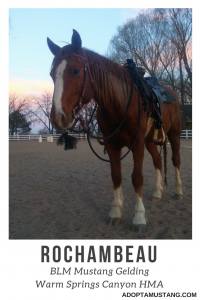 Warm Springs Canyon Gelding