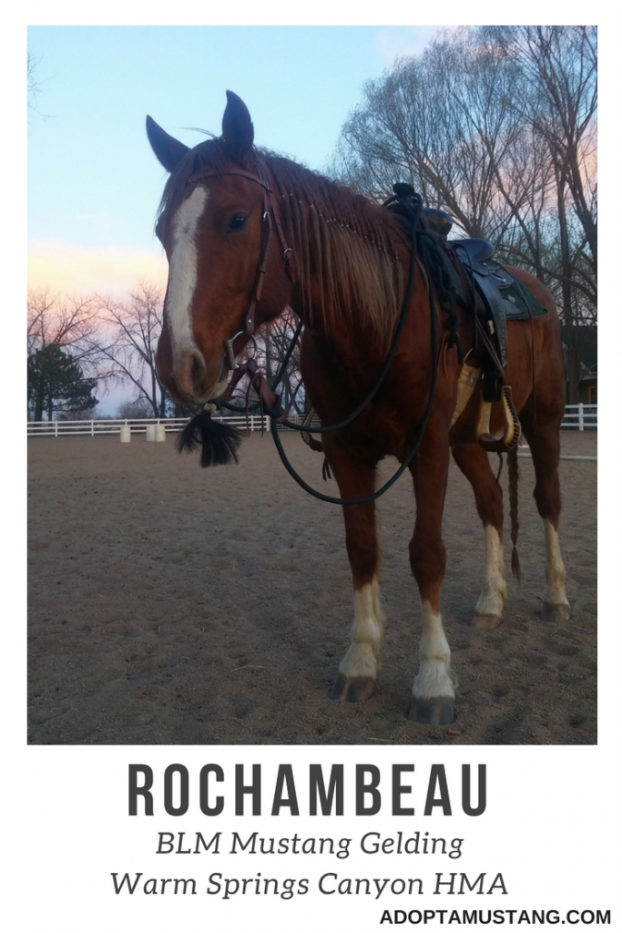 Warm Springs Canyon Gelding