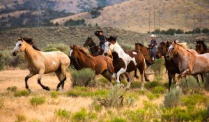 two cowboys catching a herd of wild mustangs